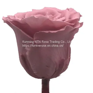Buy Forever Rose With Best Quality at Lowest Price From Kunming thumbnail-2