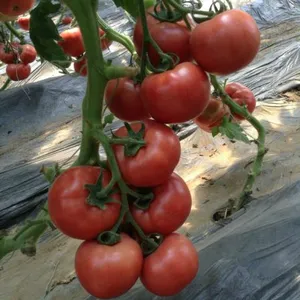 Big Pink Seeds Hot Tomato Greenhouse Plant Tomato Seeds No.62 thumbnail-3