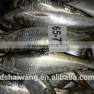 Landing Frozen Sardine With Size 65 - 70 Pcs / 10 kg thumbnail-1