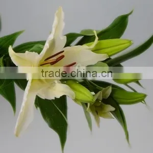 High Grade Siberia Little Lily Flowers thumbnail-3