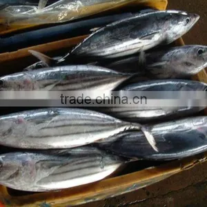 SKIPJACK TUNA thumbnail-1