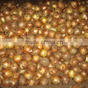 Looking for a Long Term Customer High Quality Fresh Onion Manufacturer From China thumbnail-3