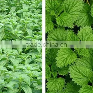 Hot Selling China Herb in Bulk Cold Resistance Herbal Tea Dried Mint Leaves Slimming Herbs thumbnail-6