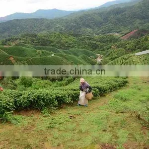 Henan Yihealth Tea Co., Ltd. company overview - view 2 thumbnail