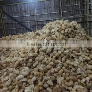 Fresh Coconuts Exporter thumbnail-4