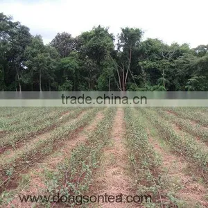 Good Quality Oolong Tea - High Grade Vietnam Oolong Tea thumbnail-6