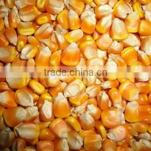 YELLOW MAIZE thumbnail-1