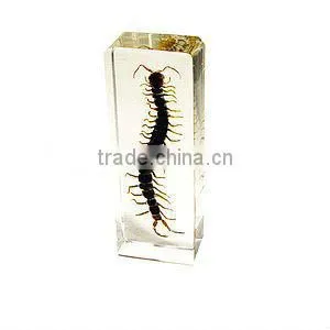 Embeding Specimen in Resin/3D Specimen thumbnail-1