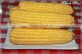 FRESH AND FROZEN YELLOW CORN FROM VIET NAM thumbnail-1