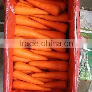 Red Fresh Carrot 9kg Carton thumbnail-2
