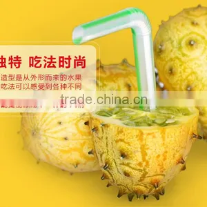 Hedged Gourd Melano Kewana Cucumis Metuliferus Seeds thumbnail-1