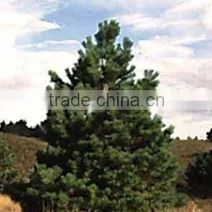 Pinus Nigra Nigra Plant thumbnail-1