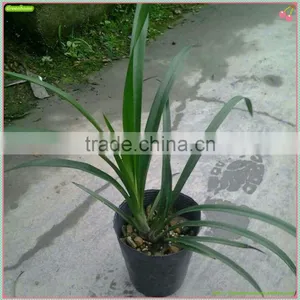 Cymbidium Hybridum Faberi(Red Pearl) thumbnail-1