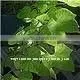 Plant & Animal Oil thumbnail-1
