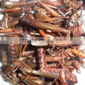 Pet Food Supplies Animal Feed Dried Grasshopper thumbnail-1