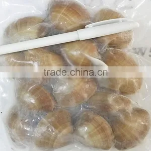 Frozen Cooked Surf Clam Skewer thumbnail-2