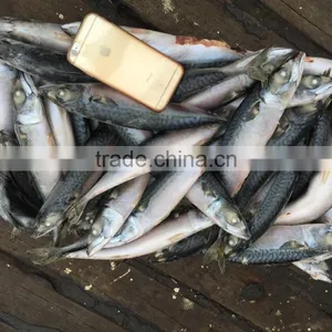 Scomber Japonicus 2016 New SHIPFROZEN Pacific Mackerel 200-300g thumbnail-4