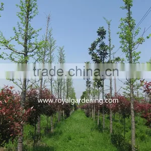 Ginkgo Biloba ( Deciduous Tree) for Cold Climate Landscaping thumbnail-1