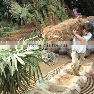 Trachycarpus Fortunei Differe Size thumbnail-1