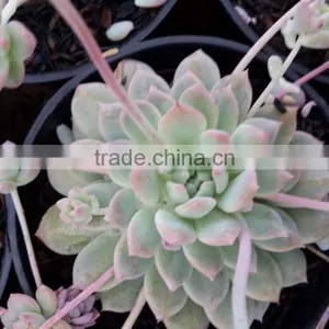 Echeveria Prolifica Decorative Plants Echeveria, Succulent Plants, Tropical Plants thumbnail-1