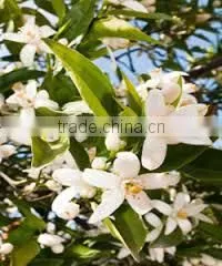 Neroli Oil thumbnail-4