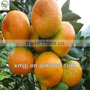 New Harvested Yongchun Fresh Mandarin Orange thumbnail-4
