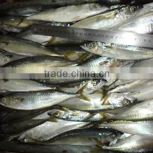 Frozen Horse Mackerel With Middle Sizes thumbnail-1