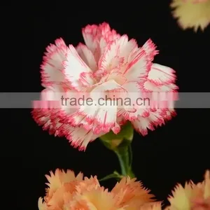 Special OEM Fresh Cut Red Pink Carnations Flowers thumbnail-1