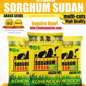 Hybrid Sorghum Sudan Grass Seed thumbnail-1
