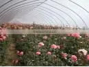 Agriculture Plastic Film EVA Greenhouse Film thumbnail-1