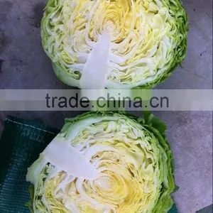 10/15KG CARTON BAGS NEW CROP FRESH CABBAGE thumbnail-1