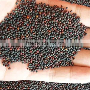 Crude Rapeseed Oil for Good Quality and Best Price DIN51605 thumbnail-5