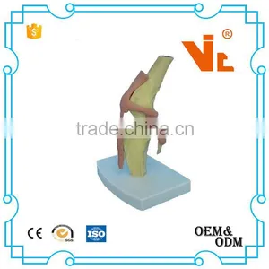 V-AM041 Dogs Knee Model thumbnail-1