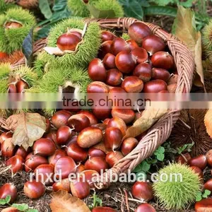 Chinese Chestnut thumbnail-5