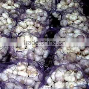 Egyptian Red Garlic thumbnail-1