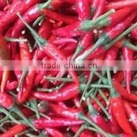 VIETNAM FRESH CHILLI thumbnail-2