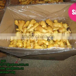 China Farmland Fresh Young Ginger thumbnail-1