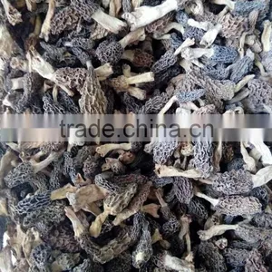 Dry Morchella Conica Price Dried Morel Mushrooms China Dry Mushroom thumbnail-2