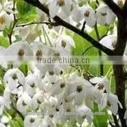 Styrax Benzoin Oil thumbnail-1