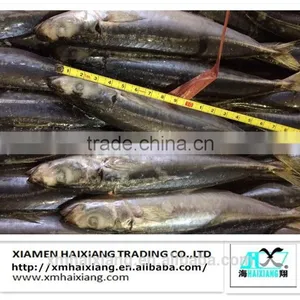 Frozen Whole Round Scad Mackerel Fish Prices thumbnail-3