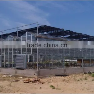 Commercial/agricultural Large Span Glass Green House for Strawberry/tomatoes thumbnail-1