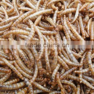 Good Quality Mealworm Treats thumbnail-6