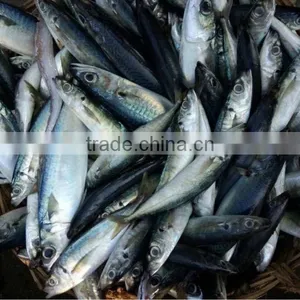 Canned Fish Frozen Mackerel thumbnail-1