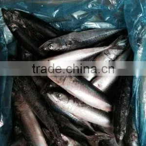 Atlantic/pacific Mackerel Scomber Scombrus thumbnail-2