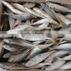 Frozen Horse Mackerel thumbnail-2
