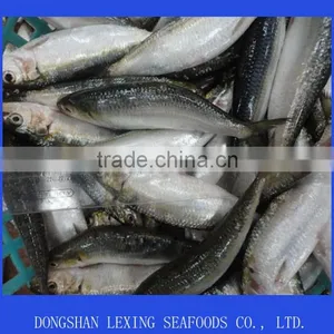 Frozen Sardine(sardinella Longiceps) thumbnail-1