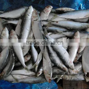 Land Frozen Good Price for Canning Trawling Sardine thumbnail-1