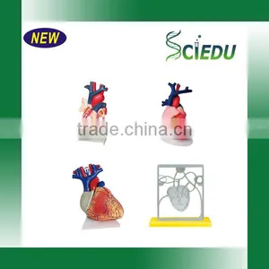 Human Heart Anatomical Model thumbnail-5