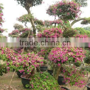 Bougainvillea Spectabilis Grower and Exporter thumbnail-1