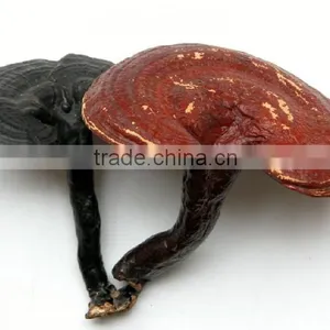 SUPER REISHI SOFTGELS CAPSULES thumbnail-2
